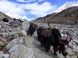 Nepal, 3 passes and Everest Base Camp (Непал, Три перевала и Базовый лагерь Эвереста) 2019_116