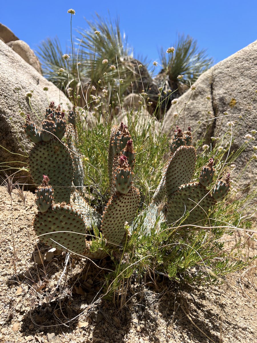 Joshua Tree National park. 