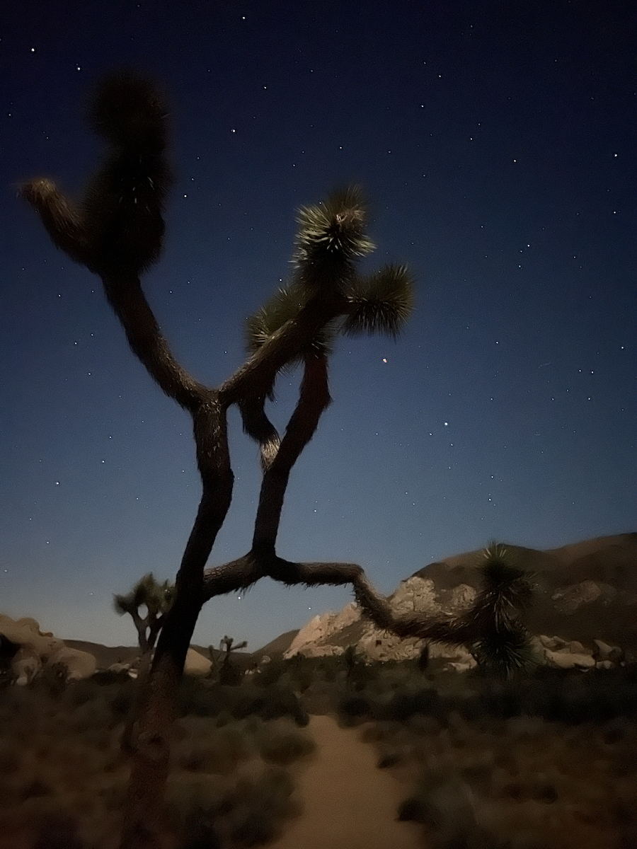 Joshua Tree National park. 